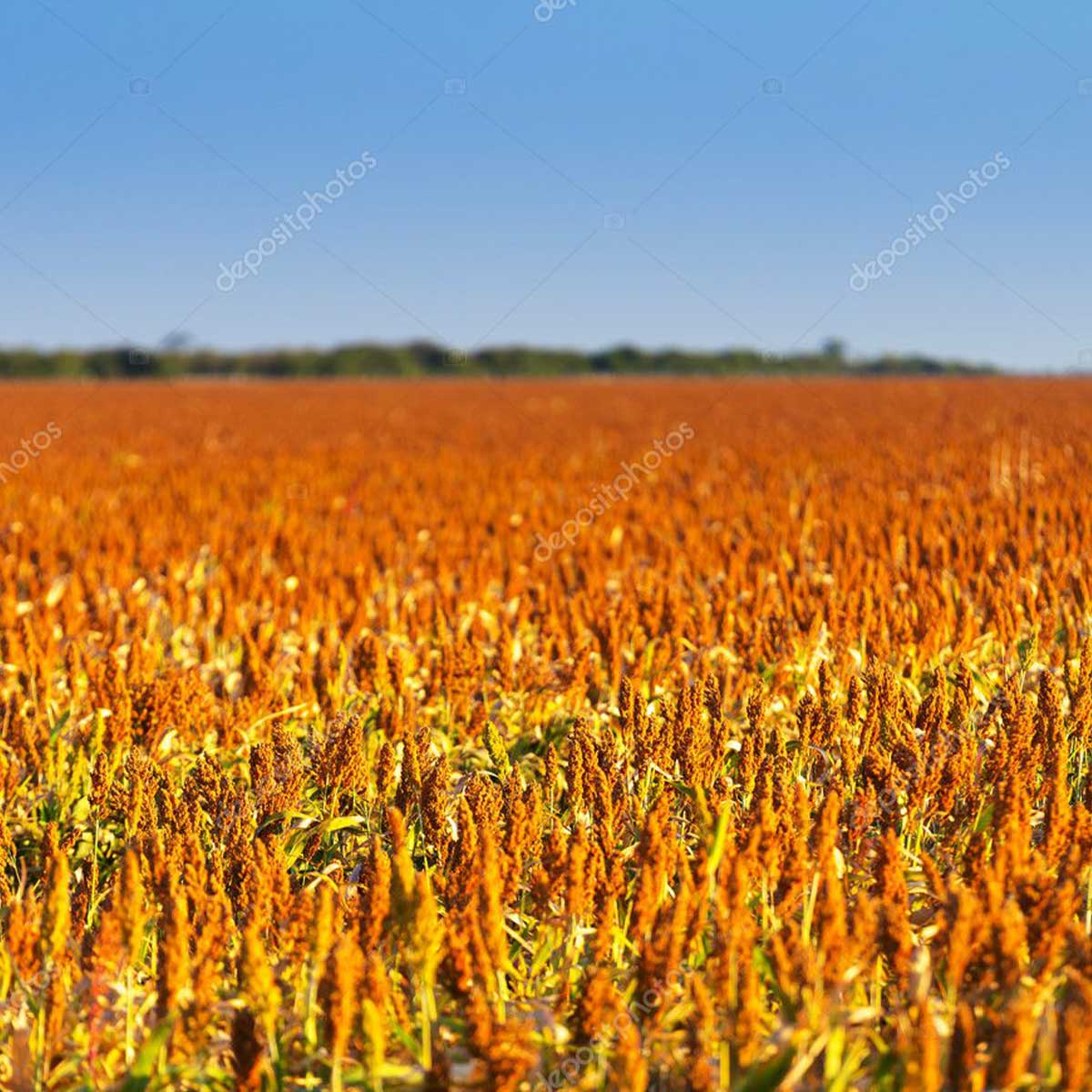 Sorgo
