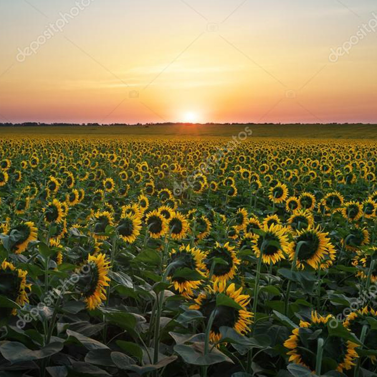 Girasol